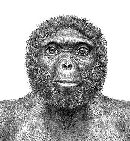 Ardipithecus ramidus (4.1- 4.4 m.a.)