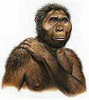 Paranthropus aethiopicus (2,7-1,9 m.a.)