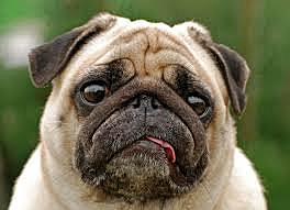 Getting attacked by a dog for the first time