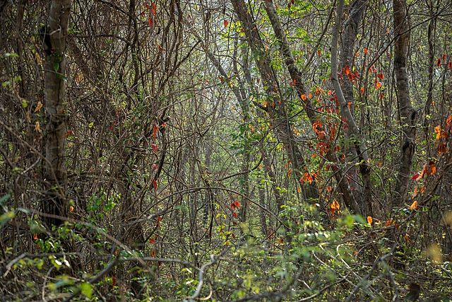 Últimos relictos significativos de los ecosistemas