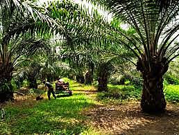 La plantación más grande de palma africana