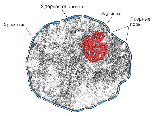 Открытие ядра в клетке