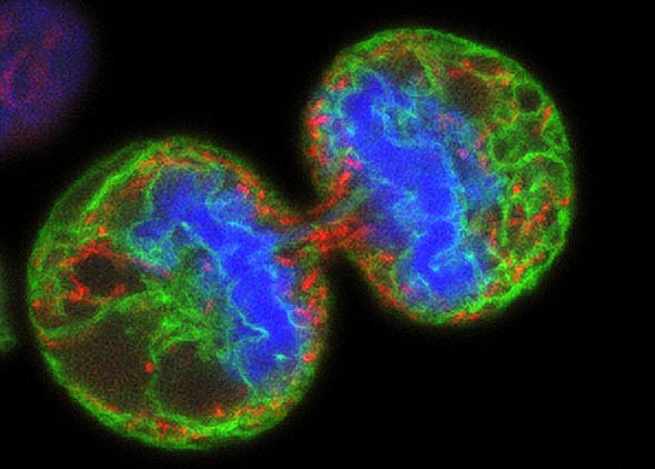 Деление клеток