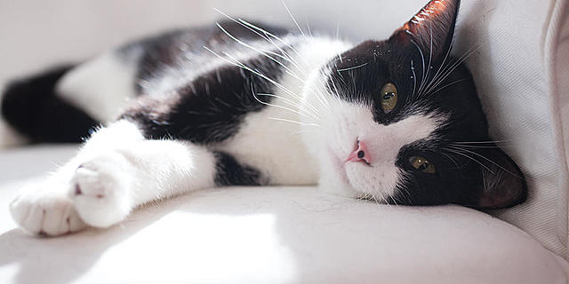 el dia que va venir la meva gata