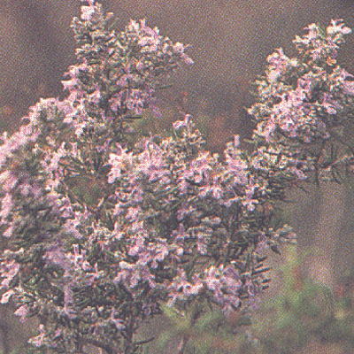 Timeline: La meva vida: I.C.O.