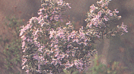 Timeline: La meva vida: I.C.O.