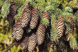 Coniferos comienzan a dominar el paisaje