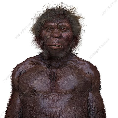 Homo Ergaster