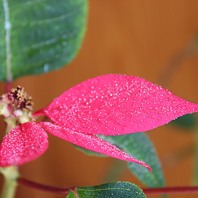 Timeline: Key women in history: The Mathematician Maryam M.