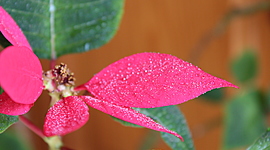 Timeline: Key women in history: The Mathematician Maryam M.