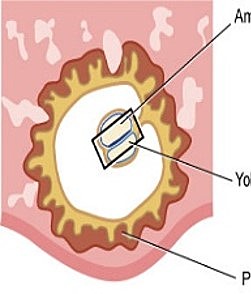 Embryonic Period - Week 2