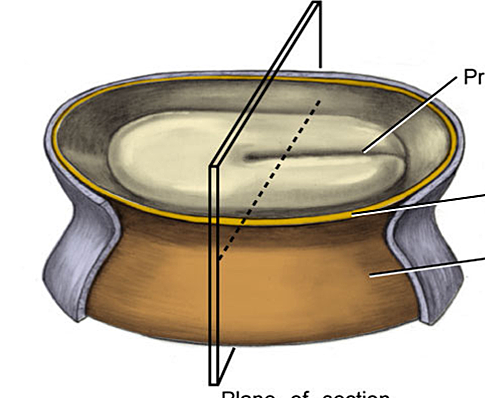 Embryonic Period - Beginning of Week 3