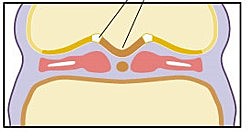 Embryonic Period - End of Week 3