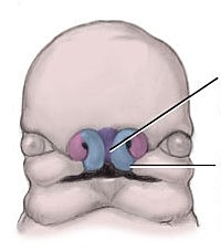 Embryonic Period - Week 6