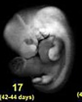 Embryonic Period - Week 5
