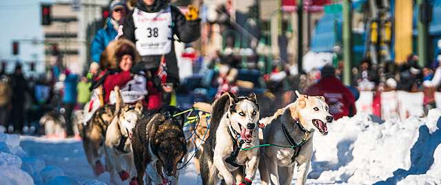 The first Iditarod Trail Sled Dog Race begins