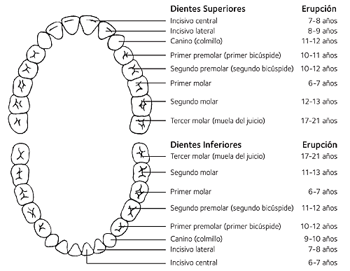 Tabla de erupción dental