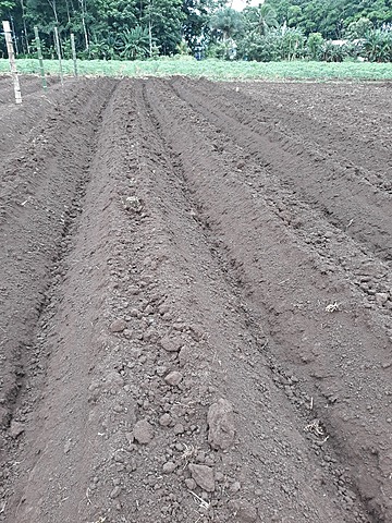 Preparación de terreno