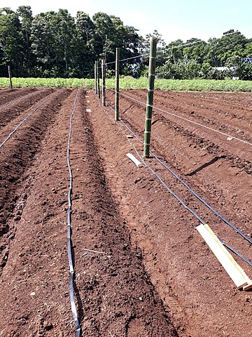 Colocación del tutorado