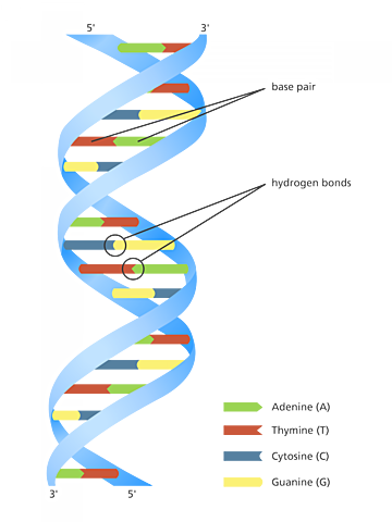DNA-aren aurkikuntza