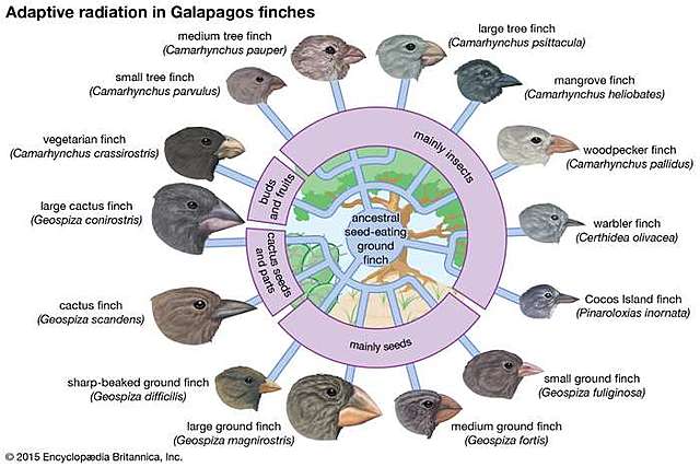Charles Darwin 1809-1882 Theory of Natural Selection
