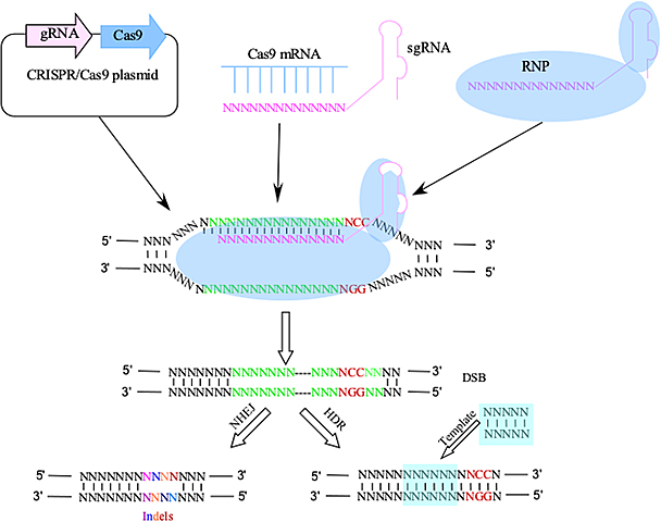 El CRISPR