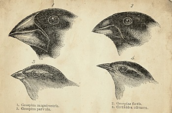 Natural Selection Theory