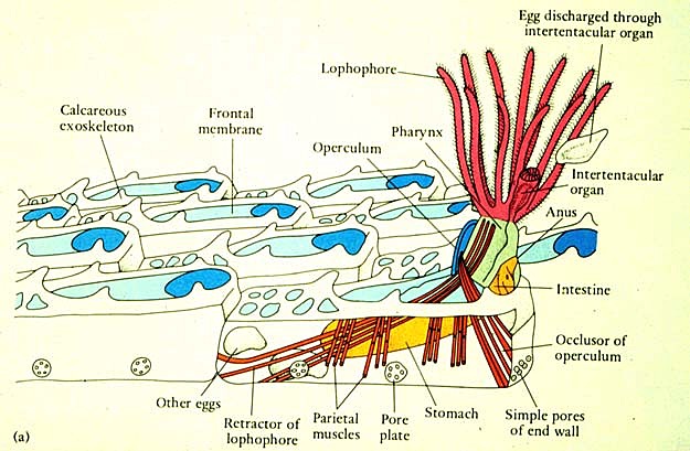 Darwin joins the Plinian Society in Edinburgh