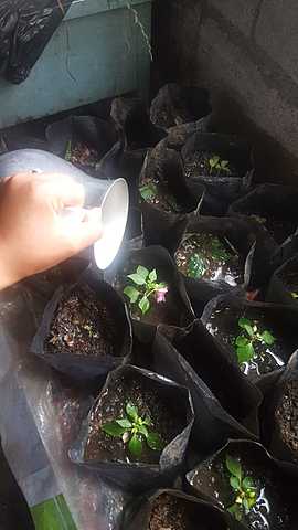 Revisión de plantas