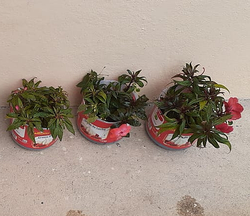 Revisión semanal de esquejes