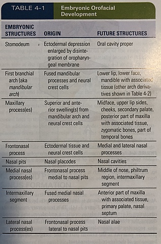Embryonic Period: Forth Week: Facial Developments