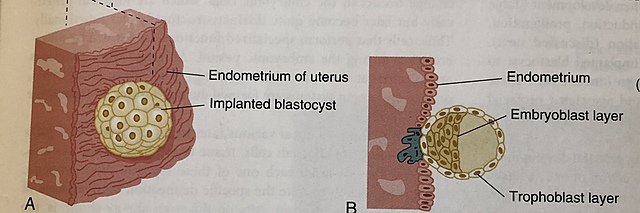 Preimplantation Period: End of Week One: Implantation