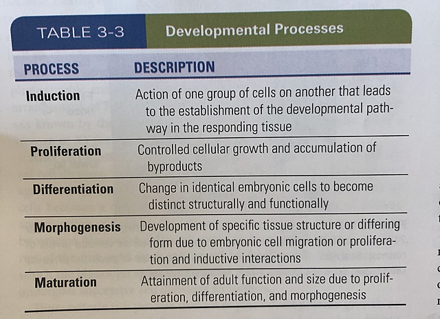 Embryonic Period: More on the Second Week
