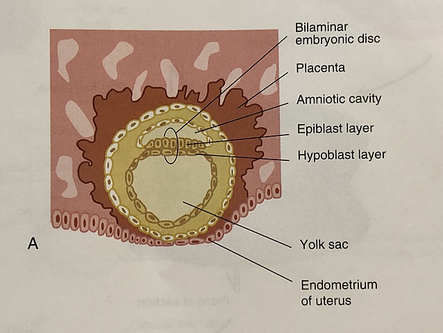 Embryonic Period: Second Week
