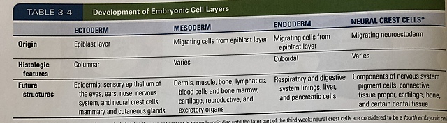 Embryonic Period: Third Week