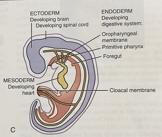 Embryonic Period: Fourth Week