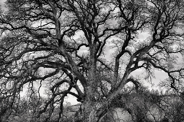 first mass allowed to be celebrated