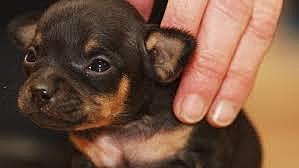 Lennie hears about Slims puppies