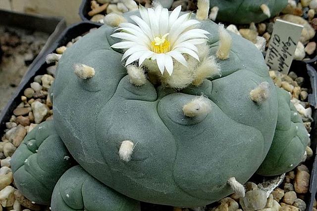 Primera Psicosis experimental