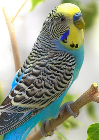 Budgie Star