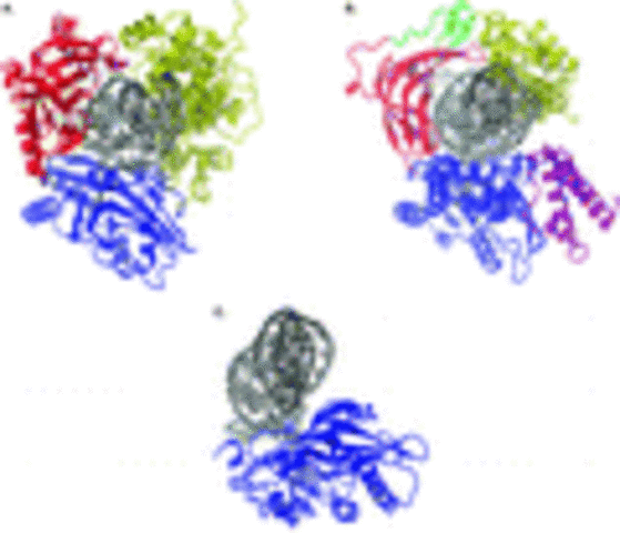 1944 Avery, McCartyhed that indeedhat wastransferred. DNA was the hereditary material t, and McLeod eatablis