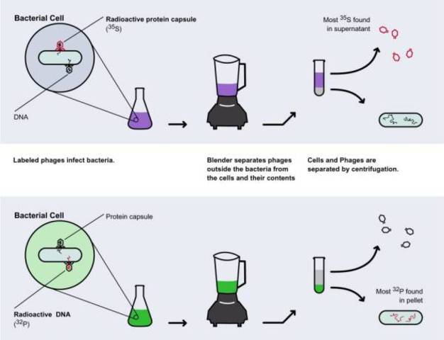 1953  using their famous "blender experiment" Hershey and Chase proved viruses replicated using DNA and confirmed the role of DNA as the hereditary material