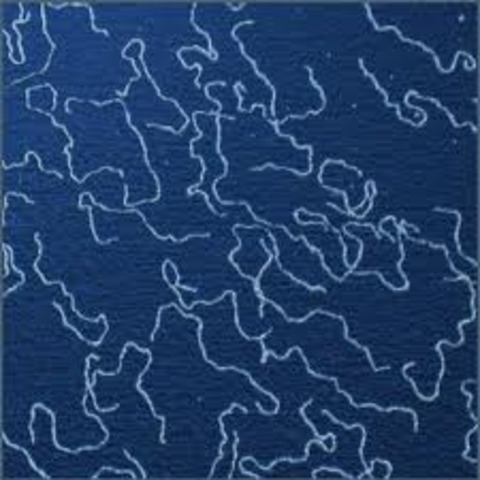 1953 hayes discovered plasmid DNA, circular pieces of DNA found in bacteria.