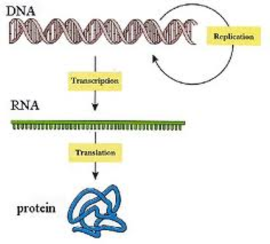 1961 Walter Gilbert discovered the mechanism of gene expression through his study of messenger RNA