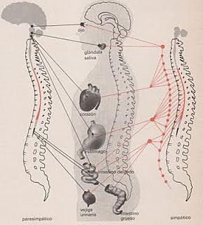 La Psicología Reflexológica Rusa
