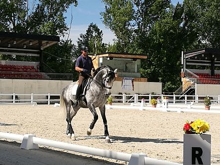 INTERNATIONAL CHAMPIONSHIP dressage