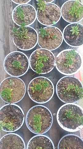 Seguimiento al de Cedum Rojizo