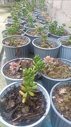 Seguimiento al de Cedum Rojizo