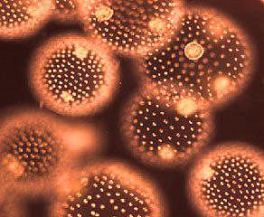 Primeros Organismos Pluricelulares