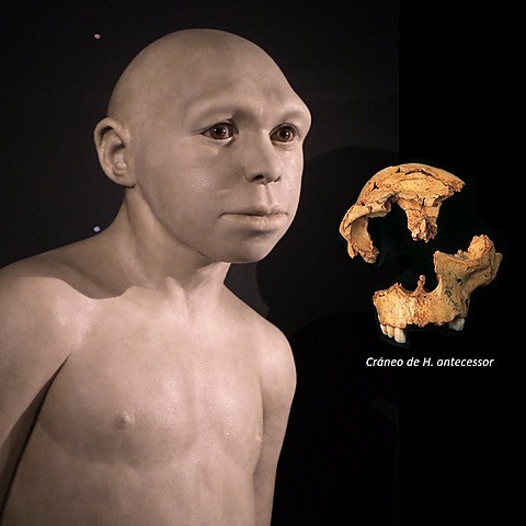 Homo antecessor